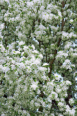 Image showing Blossoming pear trees