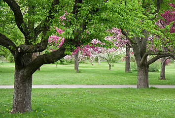 Image showing Old trees in blooming orchid