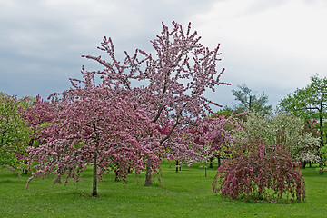 Image showing Blooming orchid before storm