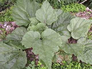 Image showing Rhubarb