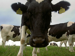 Image showing cow