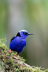 Image showing Red-legged honeycreeper, Cyanerpes cyaneus, La Fortuna, Costa Rica