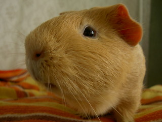 Image showing guineapig