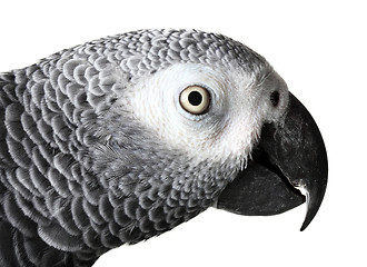 Image showing African Grey Parrot isolated on white
