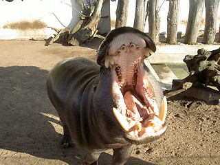 Image showing hippo yawning