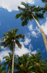 Image showing coconut palm-trees on the beach in maragogi, Brazil