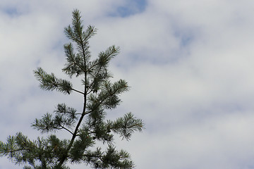 Image showing pine on the sky