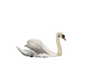 Image showing swan