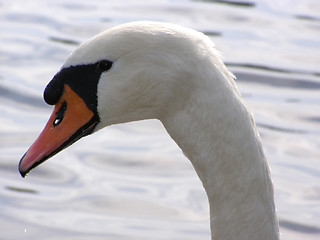 Image showing portrait of swan