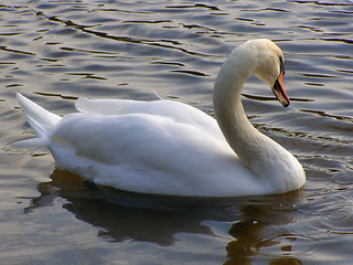 Image showing swan on the lake