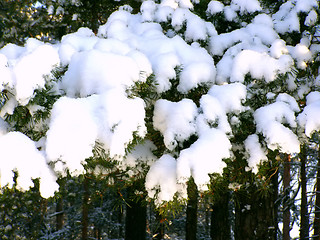 Image showing snow-bound branch