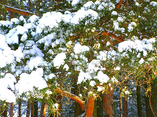 Image showing snow-bound branch