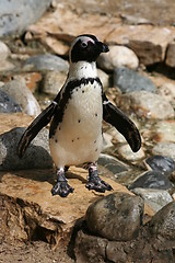 Image showing Penguin