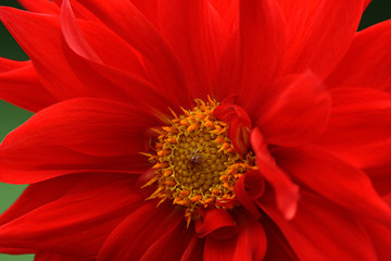 Image showing Dahlia