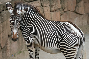 Image showing Zebra