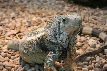 Image showing Iguana