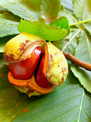 Image showing chestnut