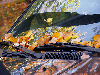 Image showing fall on the car