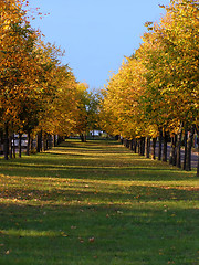 Image showing autumn linden alley