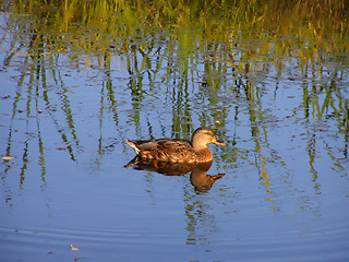Image showing duck at the lake