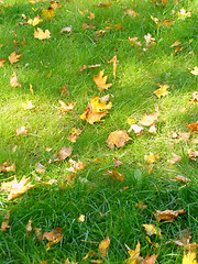 Image showing autumn lawn