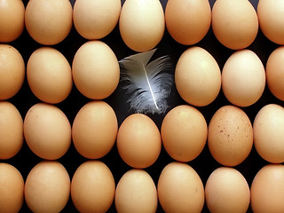 Image showing lines of eggs