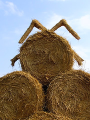 Image showing sheaf of hay