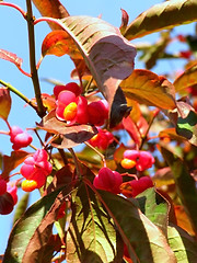 Image showing twig with red flowers