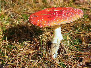 Image showing fly agaric