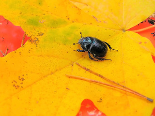 Image showing beetle on the leaf