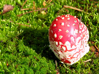 Image showing fly agaric into moss