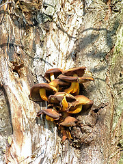 Image showing mushroom on the tree