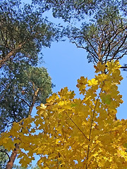 Image showing autumn sky