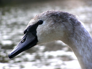 Image showing swan nestling portret