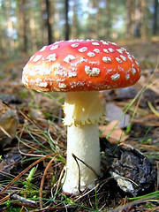 Image showing fly agaric in the forest     