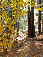 Image showing morning in yhe forest