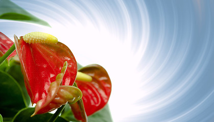 Image showing Cala Lily 