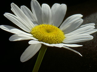 Image showing daisy