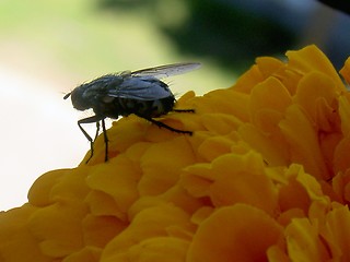 Image showing fly