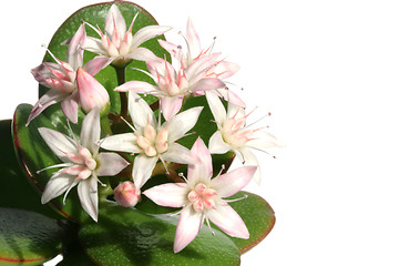 Image showing Crassula ovata whith flowers,  known also as jade plant or money