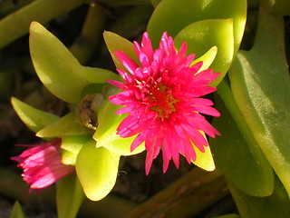 Image showing Flower