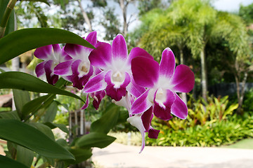 Image showing Orchids