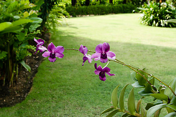 Image showing Orchids