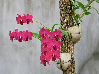 Image showing Orchids