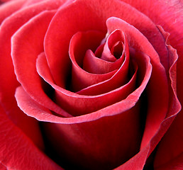 Image showing Red rose