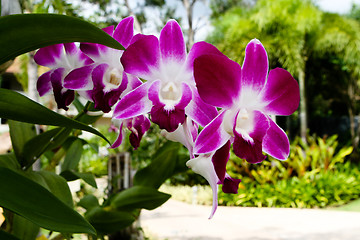 Image showing Orchids