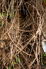 Image showing Tree Branches