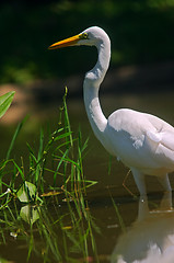 Image showing Great Egret on a natural water garden setting