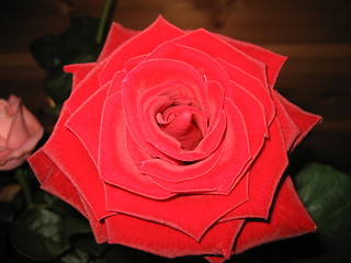 Image showing Roses close-up