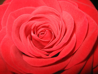 Image showing Red rose